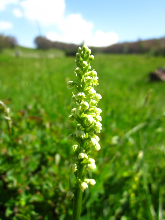 Le due variet di Pseudorchis albida